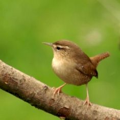 Irish Wren