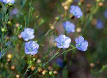 Flax flower