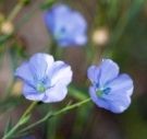 Flax Plant flowers