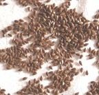 Flax plant seeds