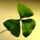 shamrock