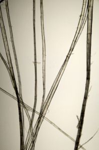 Flax plant fibres