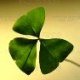 shamrock