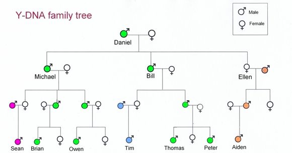 genealogy diagram