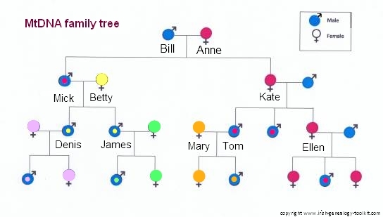 why is mtdna used for ancestry mapping Mitochondrial Dna Testing Mtdna What Is It And Who Has It why is mtdna used for ancestry mapping