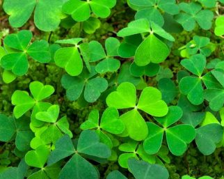 Shamrock / Clover growing in soil, pre-flowering