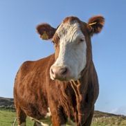 A cow on Cape Clear, Ireland.