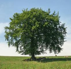 Tree in full leaf, sheltering lambs